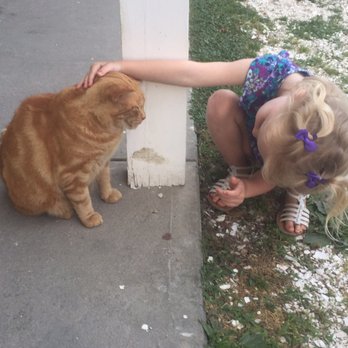Helgers Ice Cream Shoppe - Local friendly kitty who LOVES people! While you wait for your ice cream, he greets you! - Ice Cream & Frozen Yogurt Near Me - Tiverton, Rhode Island