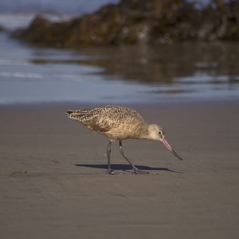 Dockweiler State Beach - Beaches Near Me - Playa Del Rey, California Dockweiler State Beach - Beaches Near Me - Playa Del Rey, California