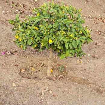 Helix Pet Hospital - One lone cute little lemon tree... - Veterinarians Near Me - La Mesa, California Helix Pet Hospital - One lone cute little lemon tree... - Veterinarians Near Me - La Mesa, California