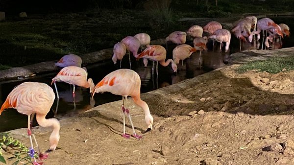 Reid Park Zoo by null