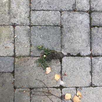 Filo's Landscaping - a plant growing out of a crack in a sidewalk - Landscaping Near Me Filo's Landscaping - a plant growing out of a crack in a sidewalk - Landscaping Near Me