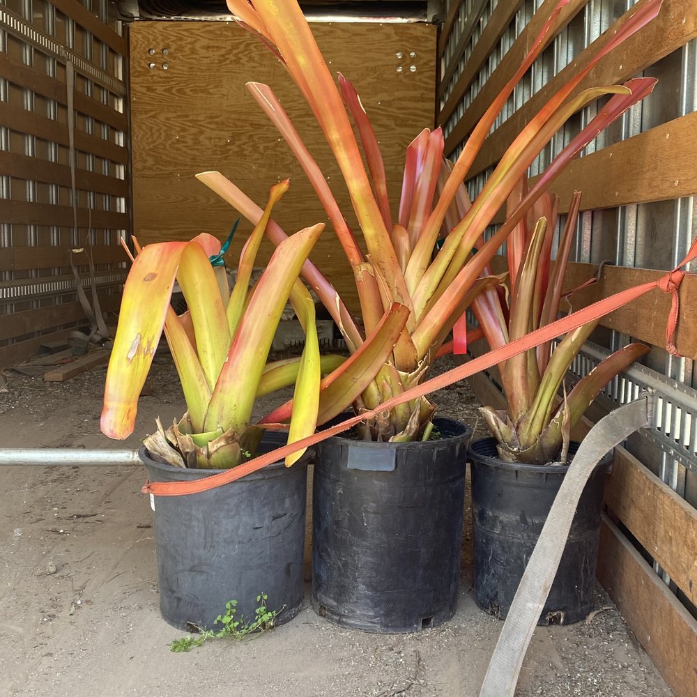 Jungle Music Palms & Cycads - What was delivered today. - Nurseries & Gardening Near Me - Encinitas, California Jungle Music Palms & Cycads - What was delivered today. - Nurseries & Gardening Near Me - Encinitas, California