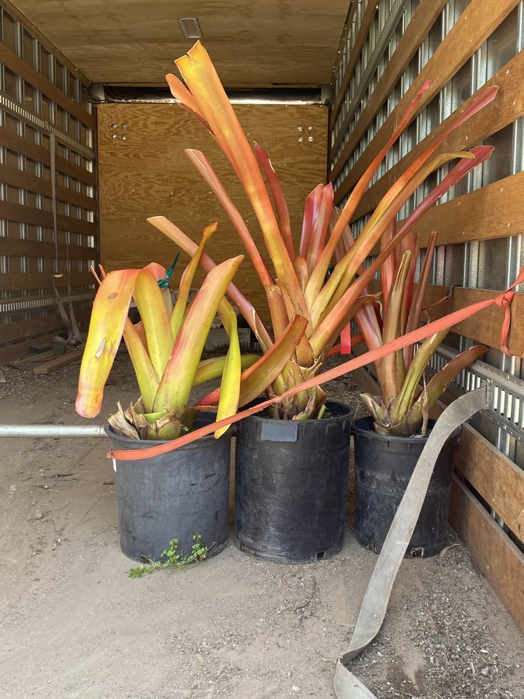 JUNGLE MUSIC PALMS & CYCADS 42 Photos & 34 Reviews 450 Ocean View