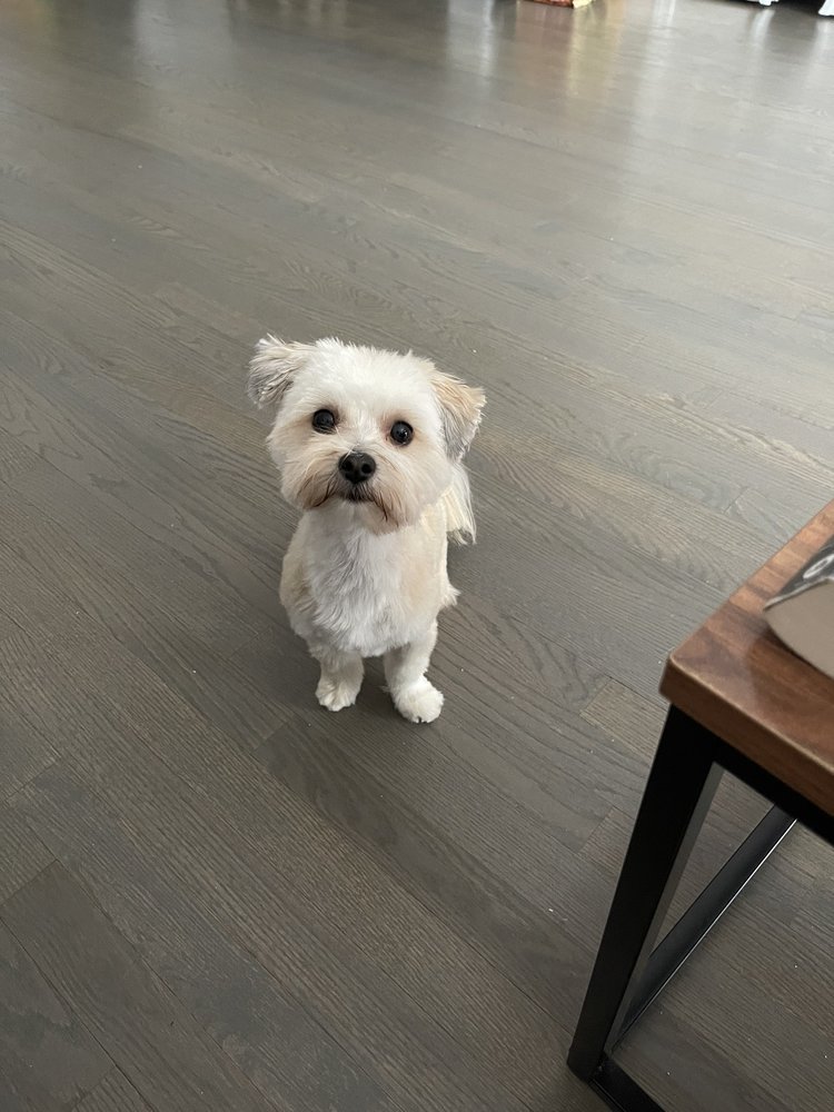 PAWSITIVELY DIVINE GROOMING Updated September 2024 13 Photos 251