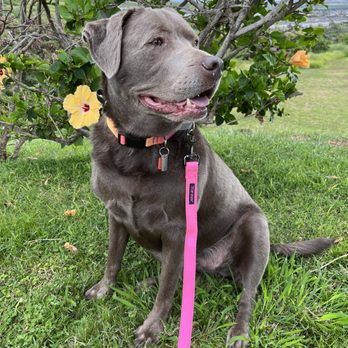 Hele Mai K9 - Pet Boarding Near Me
