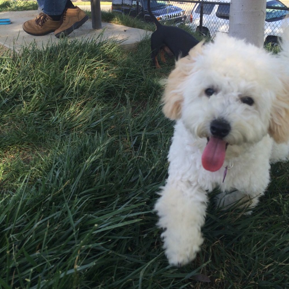 Pawsitive Karma - People were complimenting they love her cut! Happy Bella;) - Pet Stores Near Me - Castro Valley, California Pawsitive Karma - People were complimenting they love her cut! Happy Bella;) - Pet Stores Near Me - Castro Valley, California