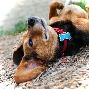 Like No Other Pet Care - Ripley - Pet Sitting Near Me Like No Other Pet Care - Ripley - Pet Sitting Near Me