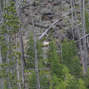 Tied To Nature - Mountain Goat - Hiking Near Me