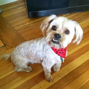 100% Fancy Grooms - Sammy after being groomed at 100% fancy grooms. He's so happy! - Pet Groomers Near Me - Fresno, California 100% Fancy Grooms - Sammy after being groomed at 100% fancy grooms. He's so happy! - Pet Groomers Near Me - Fresno, California