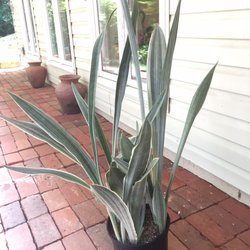 A New Leaf - Sansevieria sayuri
