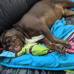 Oberlin Animal Hospital - Thanks again for making him feel better