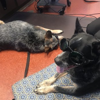 Costco Wholesale - Our pups getting their heat laser therapy for arthritis at Eastridge animal hospital, la Mesa - Drugstores Near Me - Poway, California