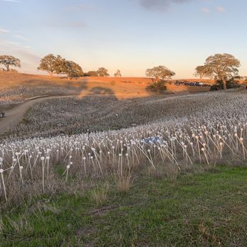 Sensorio - Field before the sunset - Art Galleries Near Me - Paso Robles, California