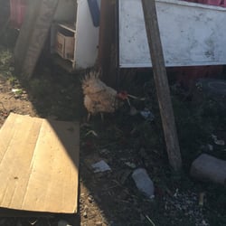 Chanchio's Strawberry Stand - Worried hen