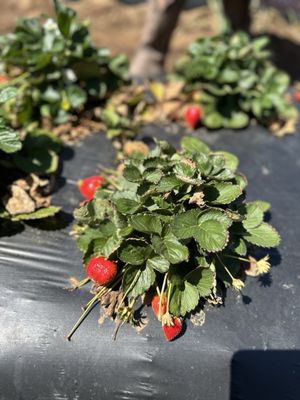 Sweet Berry Farm by null