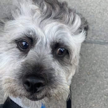 Pupper Club - Happy puppy! - Pet Groomers Near Me - San Diego, California