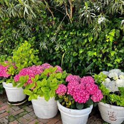 Su Gologone - Beautiful flowers