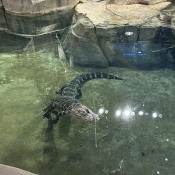 Bass Pro Shop - Alligator tank - Guns & Ammo Near Me - Memphis, Tennessee
