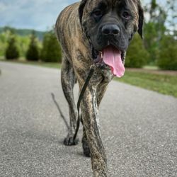 Off-Leash K9 Training
