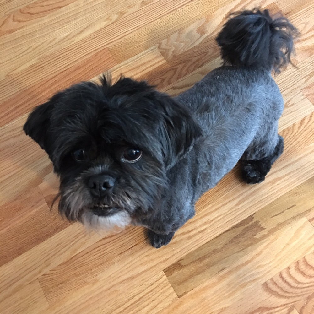 The Doggie Depot - Buffy after :) - Pet Groomers Near Me - Beverly, Massachusetts