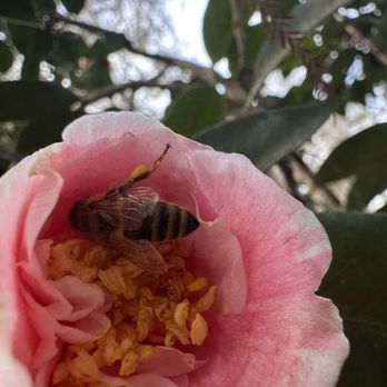 Silver Springs State Park - Cool bee - Tours Near Me - Silver Springs, Florida Silver Springs State Park - Cool bee - Tours Near Me - Silver Springs, Florida