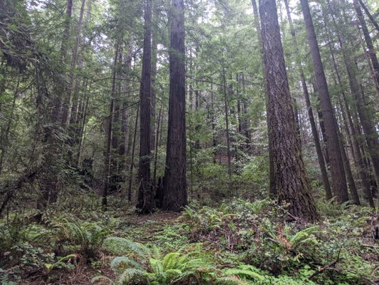 Navarro River Redwoods State Park by null