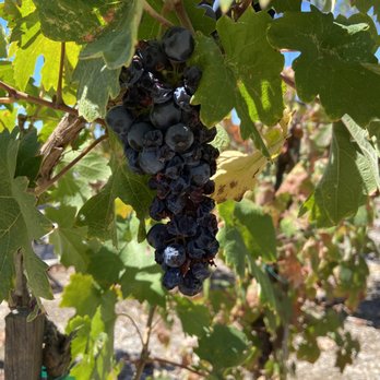 Ponte Winery - Wineries Near Me - Temecula, California Ponte Winery - Wineries Near Me - Temecula, California