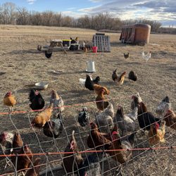 Benevolence Orchard & Gardens - Chickens