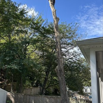 JL Tree Service - In process - Tree Services Near Me - Fairfax, Virginia