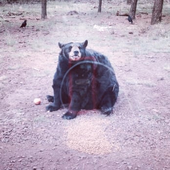 Bearizona - Zoos Near Me - Williams, Arizona