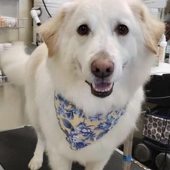 Dog dé Salon - Pet Groomers Near Me - Keller, Texas Dog dé Salon - Pet Groomers Near Me - Keller, Texas