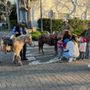 El Pony Charro