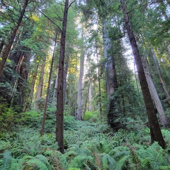 Jedediah Smith Redwoods State Park - Parks Near Me