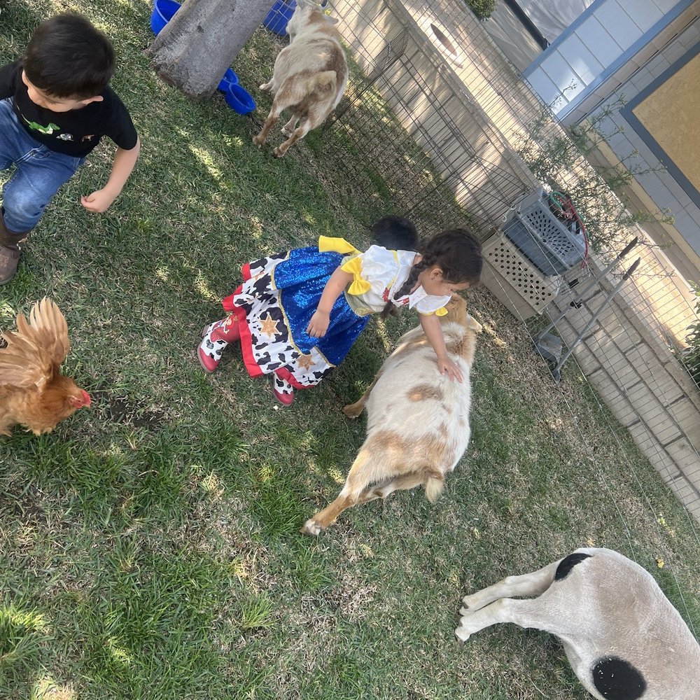 Petting Zoo Petting Zoo