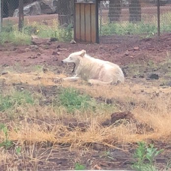 Bearizona - Zoos Near Me - Williams, Arizona Bearizona - Zoos Near Me - Williams, Arizona