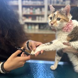 Green Dog Dental & Veterinary Center - Nail trimming to Cardio appointments available!
