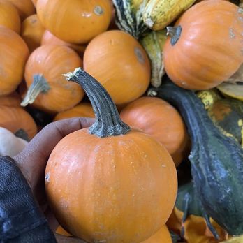 Francisco's Fruits - All sizes of pumpkins, big and mini! - Fruits & Veggies Near Me - Fillmore, California Francisco's Fruits - All sizes of pumpkins, big and mini! - Fruits & Veggies Near Me - Fillmore, California