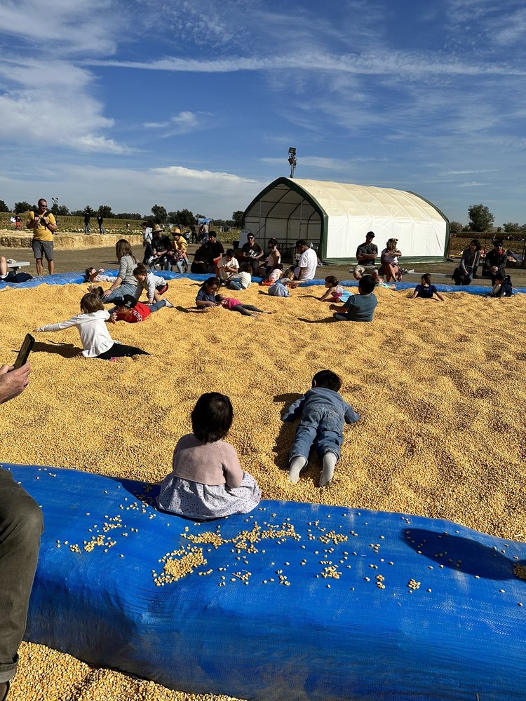 Corn pit! Yelp