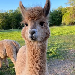 Whispering Pines Alpaca Farm - Sweet Juniper Berry