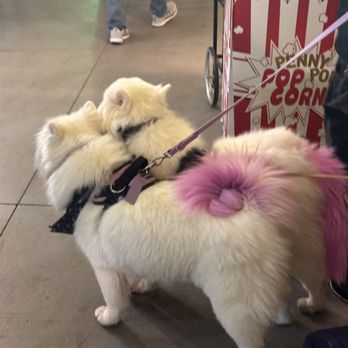 Enchant - Las Vegas - cute dogs - Festivals Near Me - Las Vegas, Nevada Enchant - Las Vegas - cute dogs - Festivals Near Me - Las Vegas, Nevada