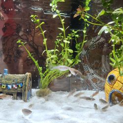 Thai City Restaurant - Gifted Guppies from the restaurant fish tank!