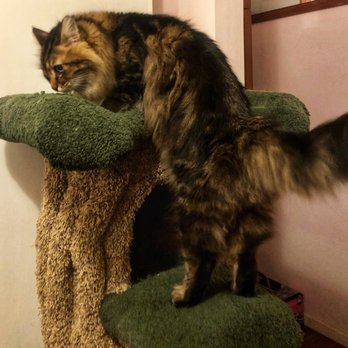The Cat's Meow Inn - undefined - Pet Boarding Near Me