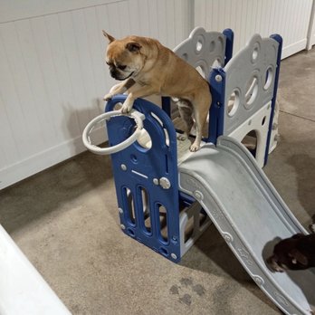Pawhamas Resort - Pet Boarding Near Me - Glendale, California Pawhamas Resort - Pet Boarding Near Me - Glendale, California