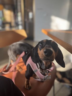 Salt Yard Cafe & Bar by null