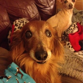 RUFF Pet Sitting CT - I love all your fluffy babies - Pet Sitting Near Me RUFF Pet Sitting CT - I love all your fluffy babies - Pet Sitting Near Me