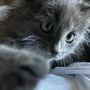 Angels Care Animal Hospital