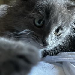 Angels Care Animal Hospital