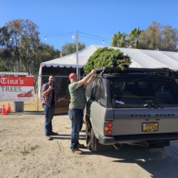 Tina's Christmas Tree Lot - Sam and Brian tying the tree down for its journey.