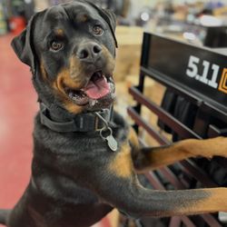 LAX Ammo OC - Sig, the ammo doggo