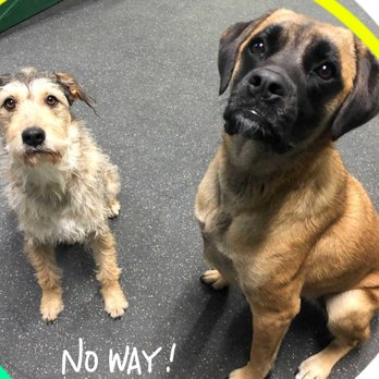 North Shore Dog - Pet Groomers Near Me - Danvers, Massachusetts